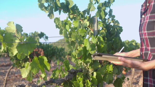 Young female agronomist checking grape quality on a tablet in a sunny vineyard, touching a bunch of white grapes and using a stylus, embracing modern smart farming technology