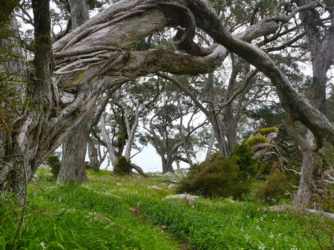 Coastal grove of mature pohutukawa trees (Metrosideros excelsa), native to New Zealand and famous for twisting, gnarled trunks, at Ti Point.