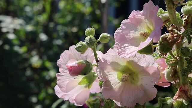 Pink hollyhock flowers swaying in wind