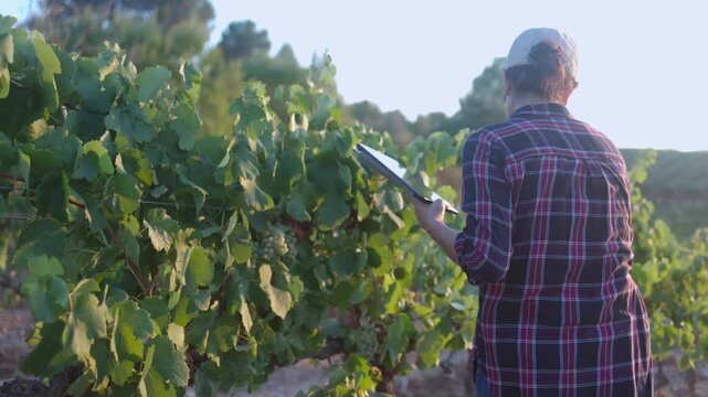 Female farmer using a digital tablet to examine grape vines in a vineyard at sunset, walking through the rows and checking the quality of the harvest for winemaking