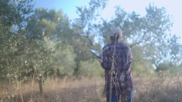 Agronomist inspecting olive tree quality with digital tablet in an olive grove. Modern farmer analyzing crop growth and agricultural production in a plantation