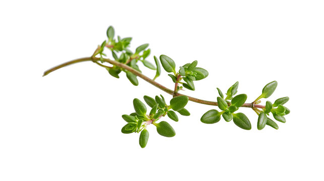 Isolated fresh thyme sprig, vibrant green herb for cooking and aromatic seasoning ingredient.