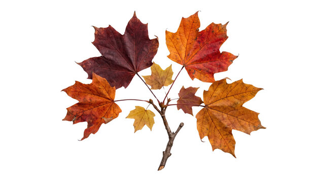 A small branch with colorful autumn maple leaves in various shades of red, orange, and yellow, isolated on transparent background