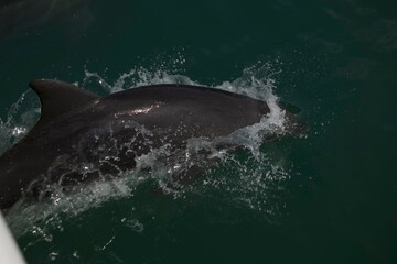 whale in the sea  © Enrique