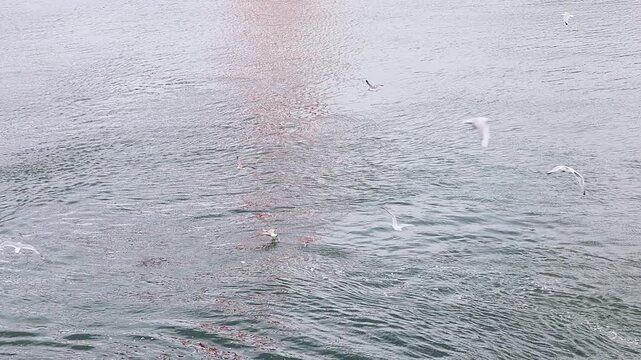 Seagulls flying and fishing over the sea surface in slow motion
