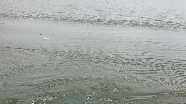 Seagulls flying gracefully over rippling water
