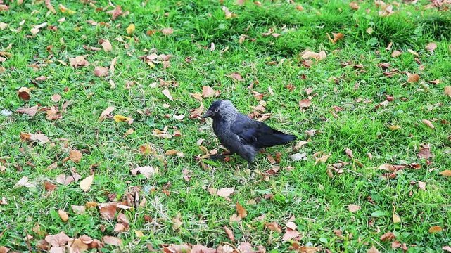Black jackdaw bird walking on green grass in slow motion