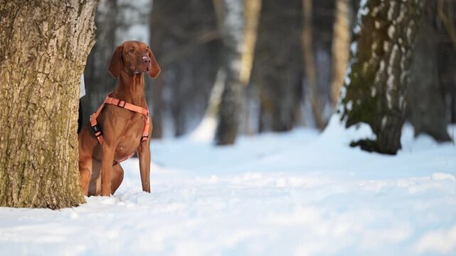 Hungarian vizsla stands near a tree in a snowy forest with beautiful winter atmosphere