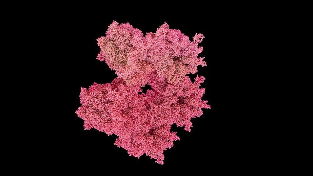 3D HSV 2 B-capsid, Herpes Simplex Virus type 2 intermediate shell assembly-dependent neurotropic virus primarily for studies of herpesvirus capsid maturation and antiviral drug target discovery.