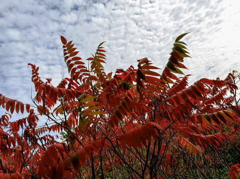 un sumac vinaigrier avec ses feuilles aux couleurs rouge de l'automne	
