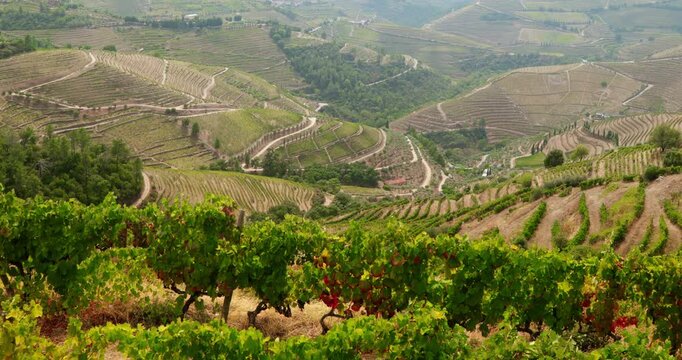 Terraced vineyards covering the hills of Portugal, illuminated by bright sunlight. Rows of grapevines create an agricultural landscape associated with viticulture, wine production, rural tourism.
