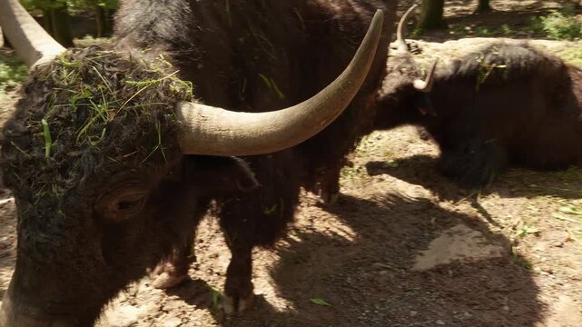 Close up of a yak cow resting in the forest on a sunny day