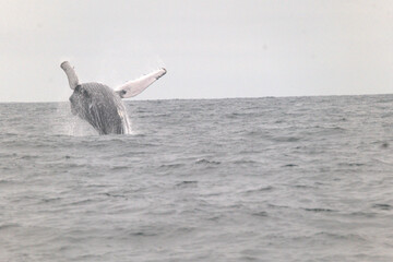 whale in the sea  © Enrique