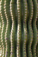 Macro photo of a saguaro cactus trunk with an unusual shape in the Arizona desert. © CaptureNature