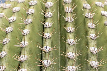 Macro photo of the curved tip of a saguaro cactus stem with details of the ridges and thorns. Arizona Sonoran Desert. © CaptureNature