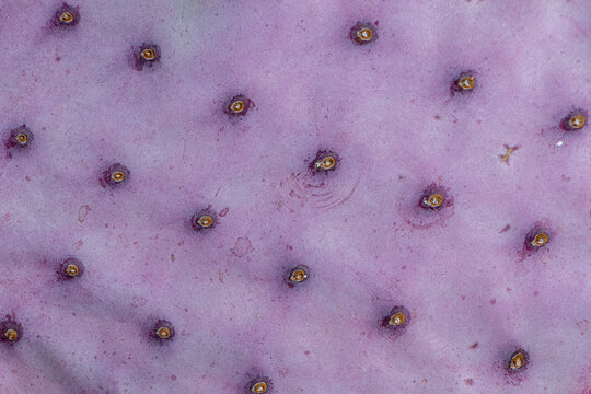 Macro photo of a purple prickly pear cactus pad showing the details and texture of the areoles and thorns. Arizona desert.