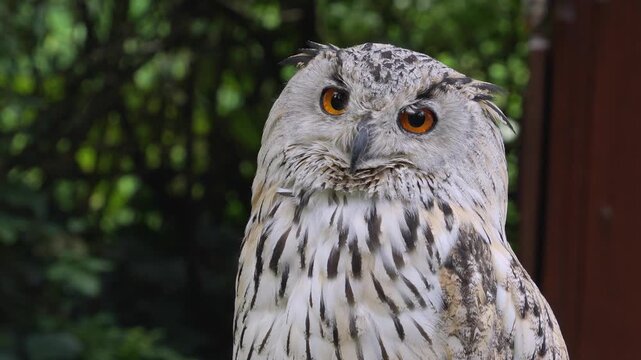 Close up view of an Siberian eagle owl head resting on a branch in the shade and looking around on a sunny spring day.