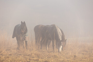 Pferde im Herbstnebel © Nadine Haase
