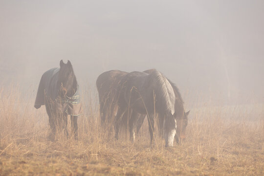 Pferde im Herbstnebel