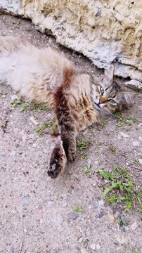Relaxed fluffy cat lying on ground against stone wall outdoors