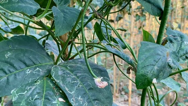 Intercropping System of Yardlong Beans and Corn Using Post-Harvest Stalks as Natural Trellis