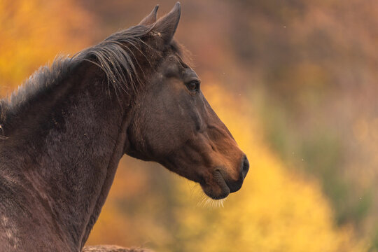 Pferd i am bunten Herbstwald