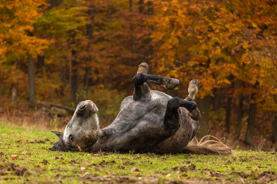 Pferd w&auml;lzt sich im Herbst
