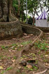 Low angle view of large buttress roots spreading across the ground near an outdoor event tent © RRestrepo