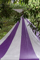 Low angle view of a purple and white striped tent canopy surrounded by green foliage outdoors © RRestrepo