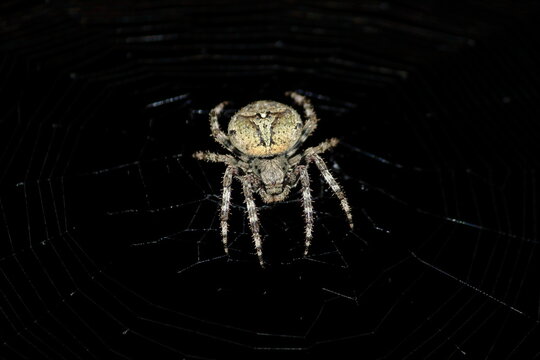 &Eacute;peire angulaire (Araneidae ) au centre de sa toile sur fond noir, vue macro.