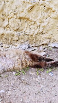 Relaxed furry cat lying on ground by textured wall in sunny outdoor setting