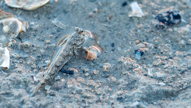 mudskipper close up grey colour kimberley australia