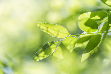 Close-up of translucent young green leaves with dewdrops, backlit by soft natural sunlight with blurred green background. © tai
