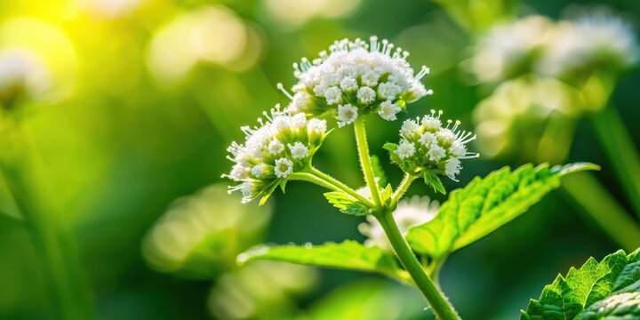 Close-up of blooming marshmallow plant showing delicate flowers and vibrant green leaves, marshmallow, botanical,  marshmallow