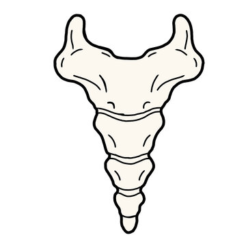 Human Sacrum and Coccyx Hand Drawn Anatomy Illustration