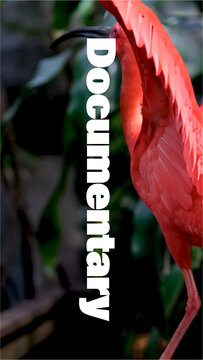 Vertical Documentary Slideshow Promo