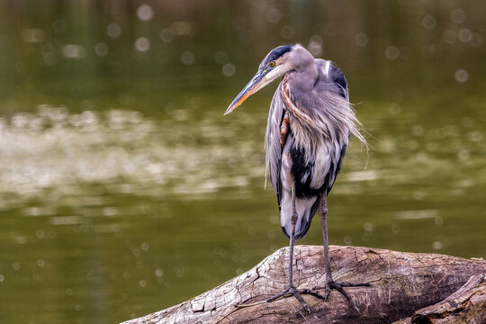 Great Blue Heron Bird Standing Natural Log Perch