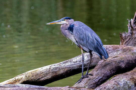 Great Blue Heron Bird Standing Natural Log Perch