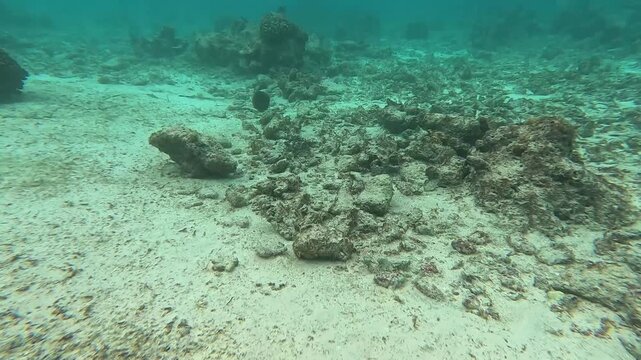 Picasso Triggerfish Swimming Over Clear Tropical Seabed in Maldives