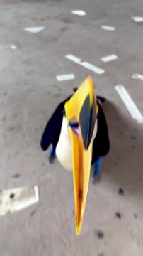 A toco toucan taps the camera with its long orange beak in play. It is filmed from above in close-up on a paved courtyard. Flowers and trees are visible behind the bird in bright daylight.