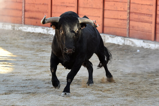 black bull with big horns in a traditional spectacle of bullfight in spain