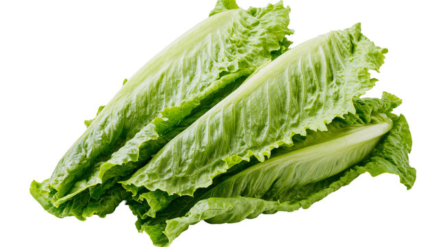 Isolated fresh green romaine lettuce heads, crisp healthy vegetable ingredient for salads