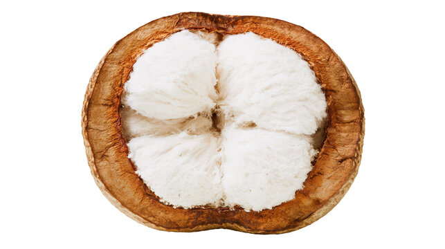 Isolated cross section of ripe tropical santol fruit with sweet white pulp inside