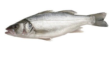 Isolated fresh whole European sea bass fish with shiny scales and fins, ready for culinary use. © Gabriel