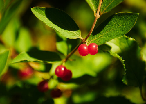 Morrow's honeysuckle berries (Lonicera morrowii) growing in coastal Maine, New England 