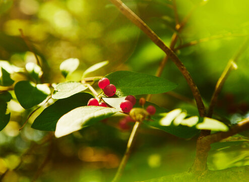 Morrow's honeysuckle berries (Lonicera morrowii) growing in coastal Maine, New England 