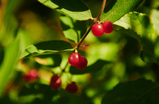 Morrow's honeysuckle berries (Lonicera morrowii) growing in coastal Maine, New England 