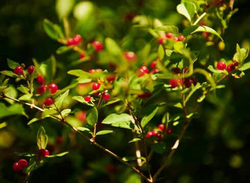 Morrow's honeysuckle berries (Lonicera morrowii) growing in coastal Maine, New England 