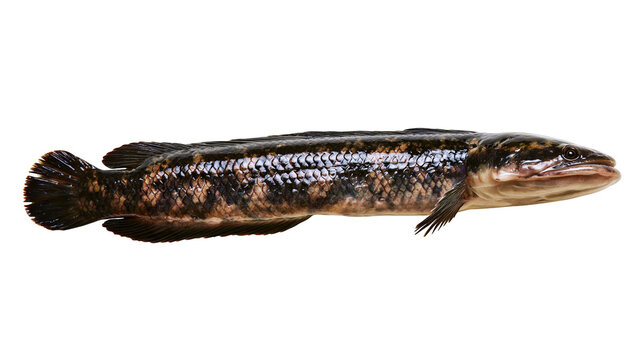 Isolated fresh giant snakehead fish, a long predatory freshwater fish with patterned scales.
