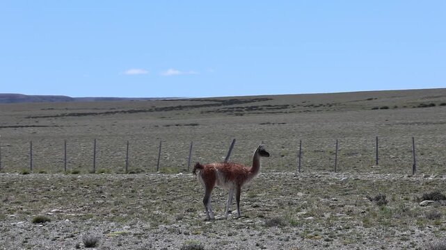 Animals filmed from a moving car&mdash;which does not appear in the clip&mdash;close to the highway in what is actually their natural habitat in Argentine Patagonia.